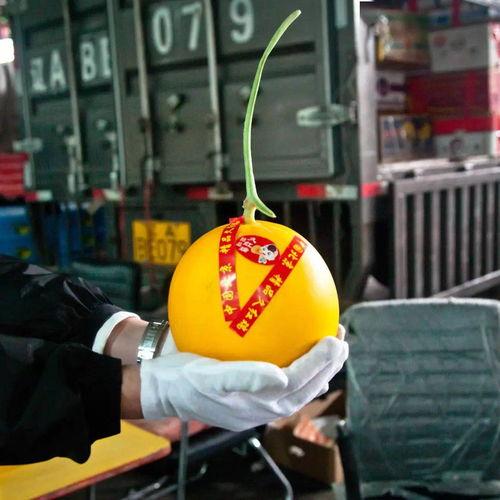 学做吃瓜群众答案,揭秘“吃瓜群众”背后的社会现象与心理解读