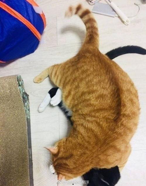 暗中观茶橘猫吃瓜群众,吃瓜群众笑翻天