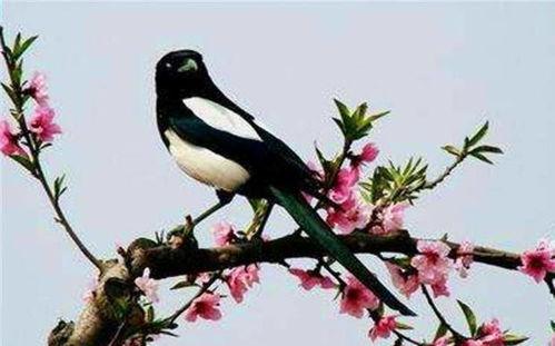 如何对付喜鹊吃瓜群众,应对喜鹊瓜田“吃瓜”难题